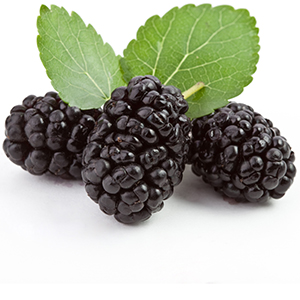 Mulberry Pro